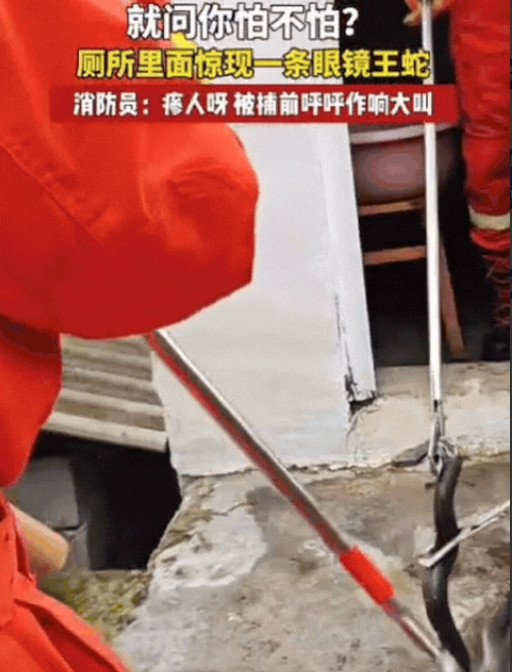 贵州，男子上厕所时，突然听到角落有动静，他下意识回头一看，吓得提起裤子就跑了出去
