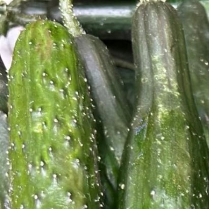 黄瓜的种植方法一、土壤选择和整地选择酸碱度°在6.0-7.5之间，富含有机质°、