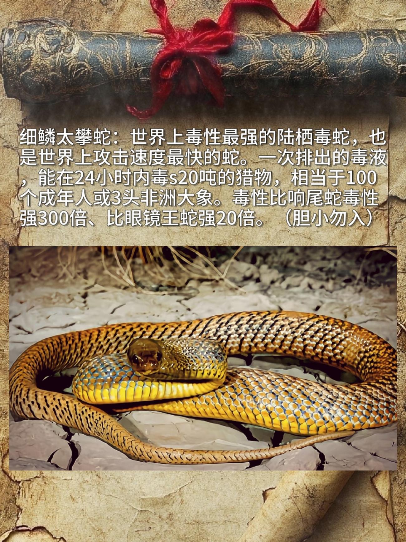 大自然为什么有这么毒的蛇？细鳞太攀蛇：世界上毒性最强的陆栖毒蛇，是世界...