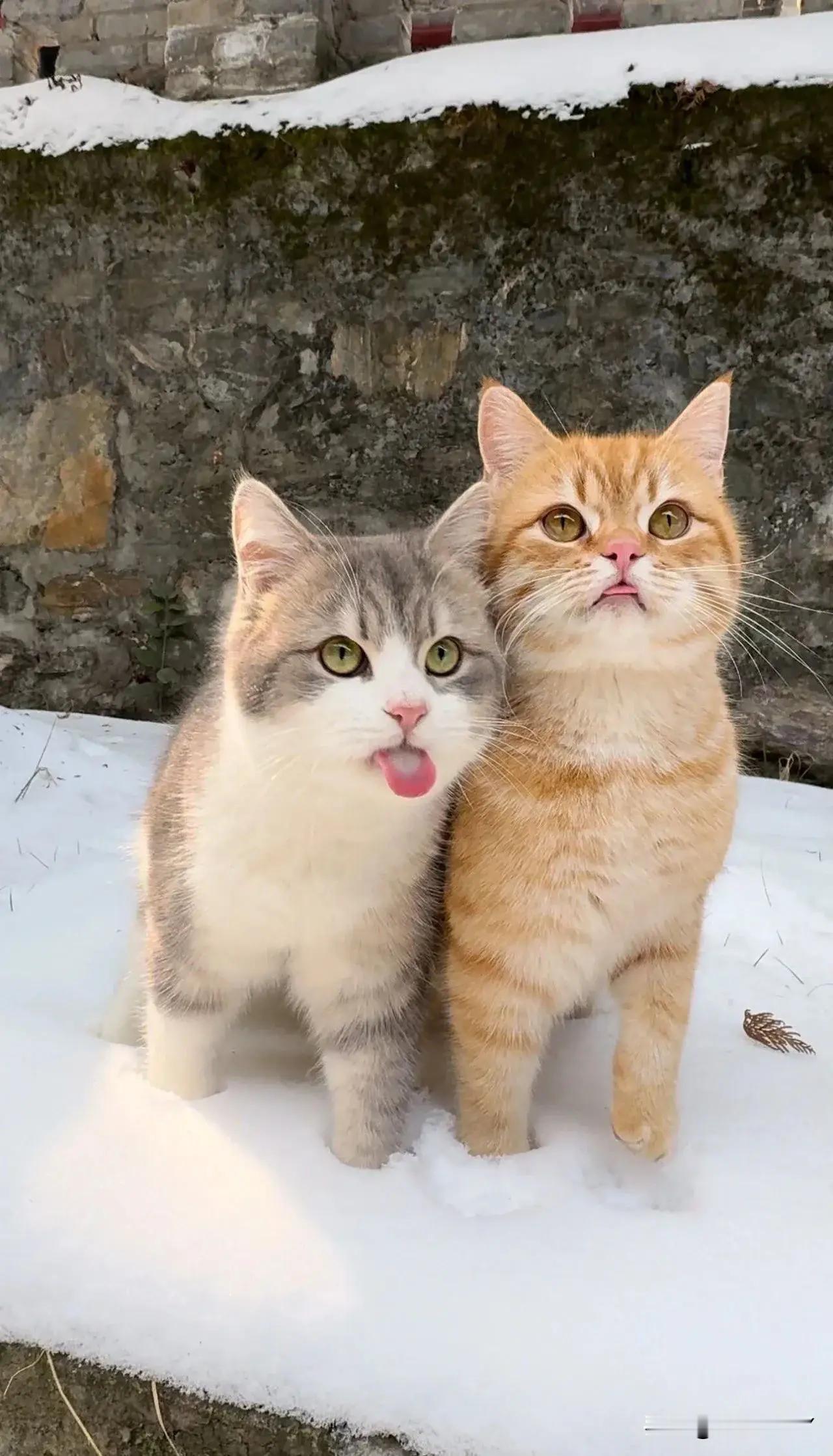 我们天下第一好被小猫咪治愈的一天