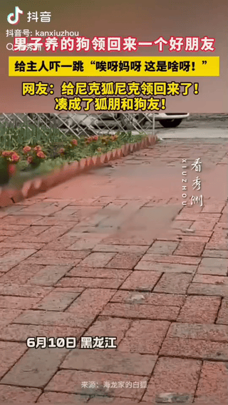 “笑不活了！”黑龙江一只狗子出门遛达许久未归，主人心里犯嘀咕喊了两声，不料下一秒