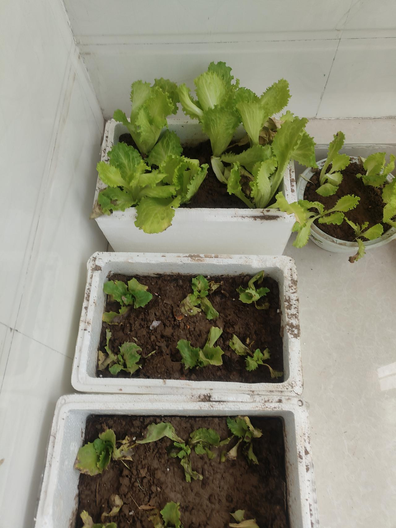 无论中国美国，都是中产最惨。现在都在流行斩杀线，大家很是同情了一波美国人。甚