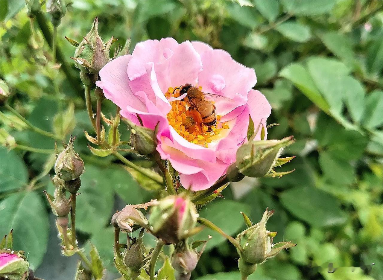 上联：寒云落叶知秋近，求下联：暖阳枝绿临春来。