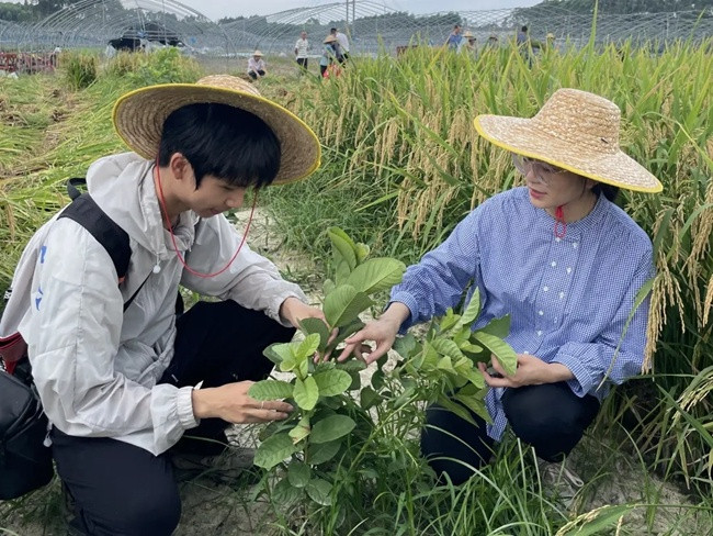 番石榴套种旱稻获丰收 诏安县“一田双收”破解粮果争地难题