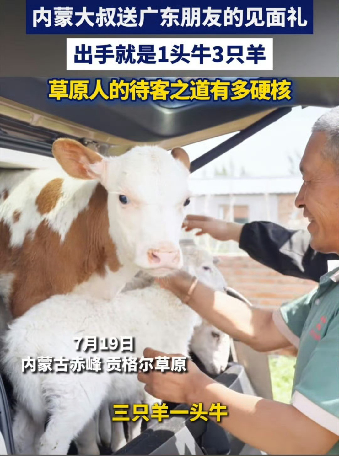内蒙大叔见面礼出手就是1头牛3只羊大叔执意要送，客人坚持不收，没有客套虚话，简