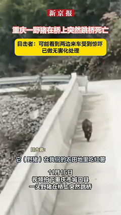 重庆一野猪下山，来到城里，本想偷吃两口红薯就回山，哪知道后面有大车，前面有摩托车