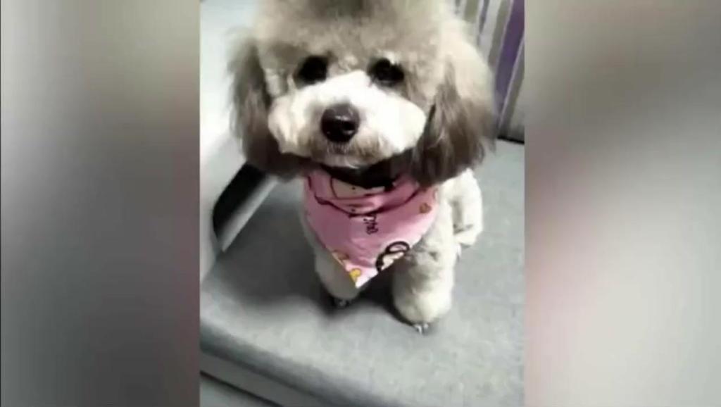 狗狗怎么训练才不咬人 10635554391023976557.jpg?id=0