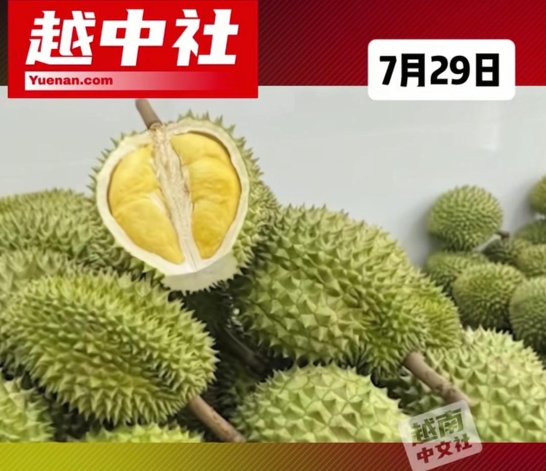 爱吃榴莲的注意了，越南对华榴莲出口被曝违规案，越南农业副部长非法买卖榴莲种植区代