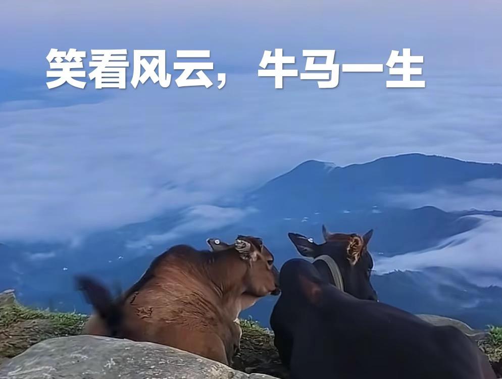 笑看风云