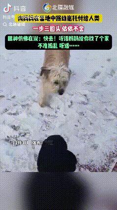 万事万物皆有灵！一家三口带着三岁外孙在阿勒泰看雪，刚准备上车返程，突然一只瘦弱的