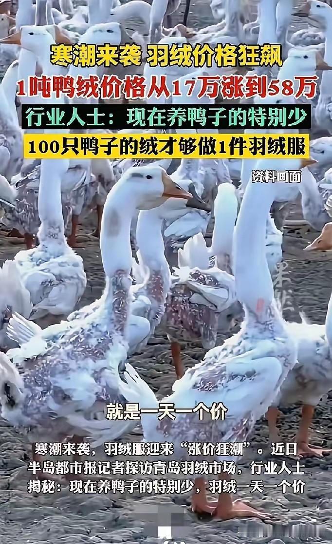 我强烈建议大家别再穿羽绒服了，因为羽绒的价格已经涨到58万一吨了！不是买不起