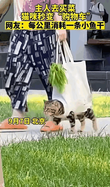 这就是传说中的“天猫”本猫吧！北京这位阿姨太会了，把猫咪改成“购物