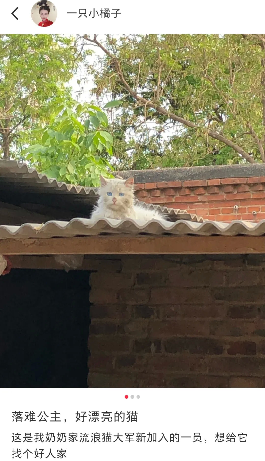 它好像一位落难的公主啊，好漂亮的流浪猫！