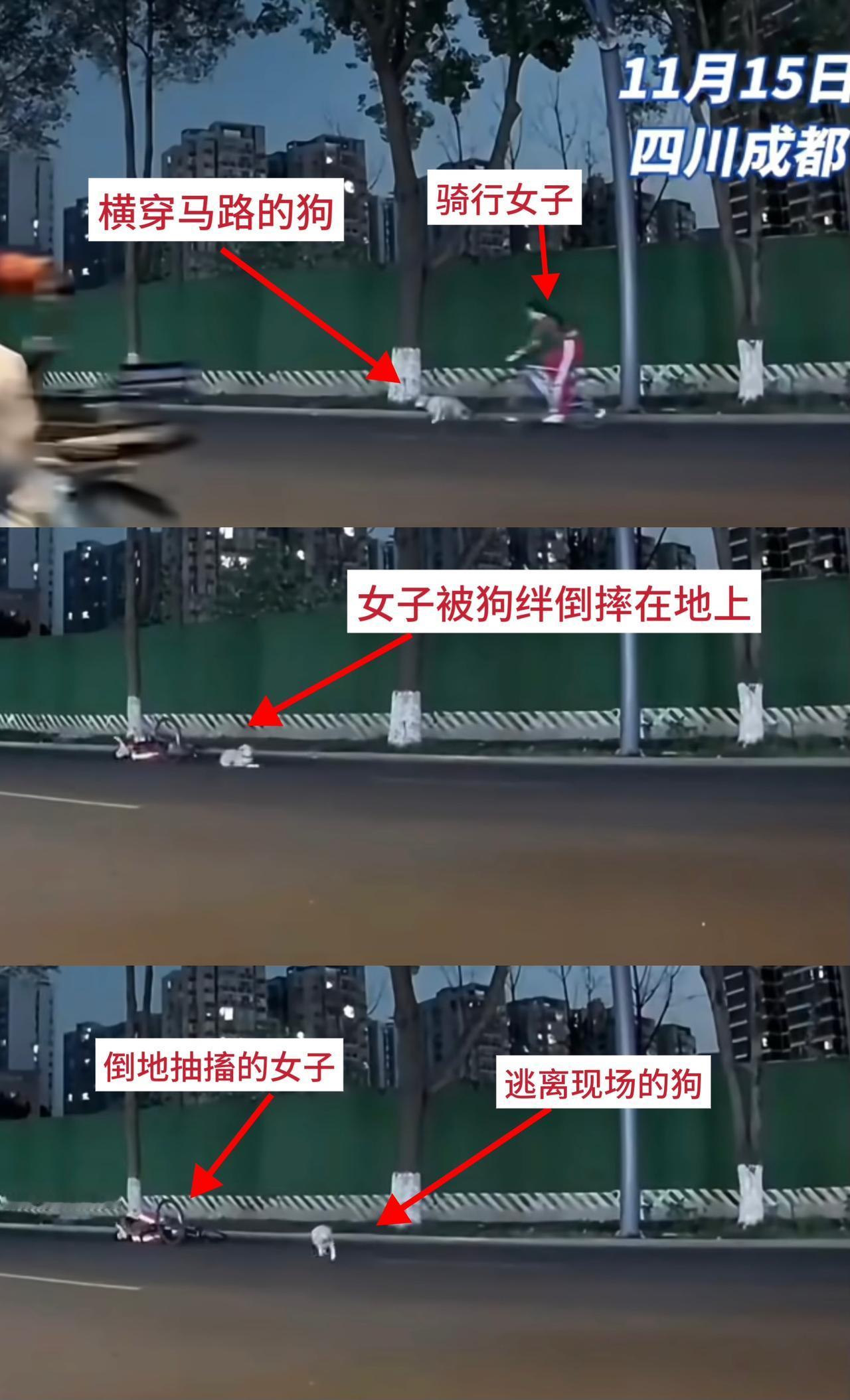 动保人士的沉默此刻震耳欲聋四川成都，一女子骑车时被突然窜出的一只狗绊倒，随即躺