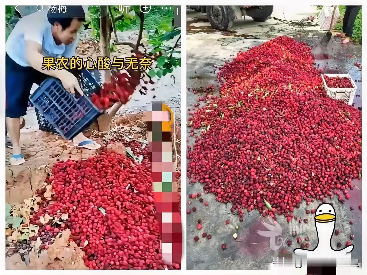 福建漳州的杨梅泡药事件现在已经开始反噬了，经销商卖不出去，没人收购，果农手里的杨