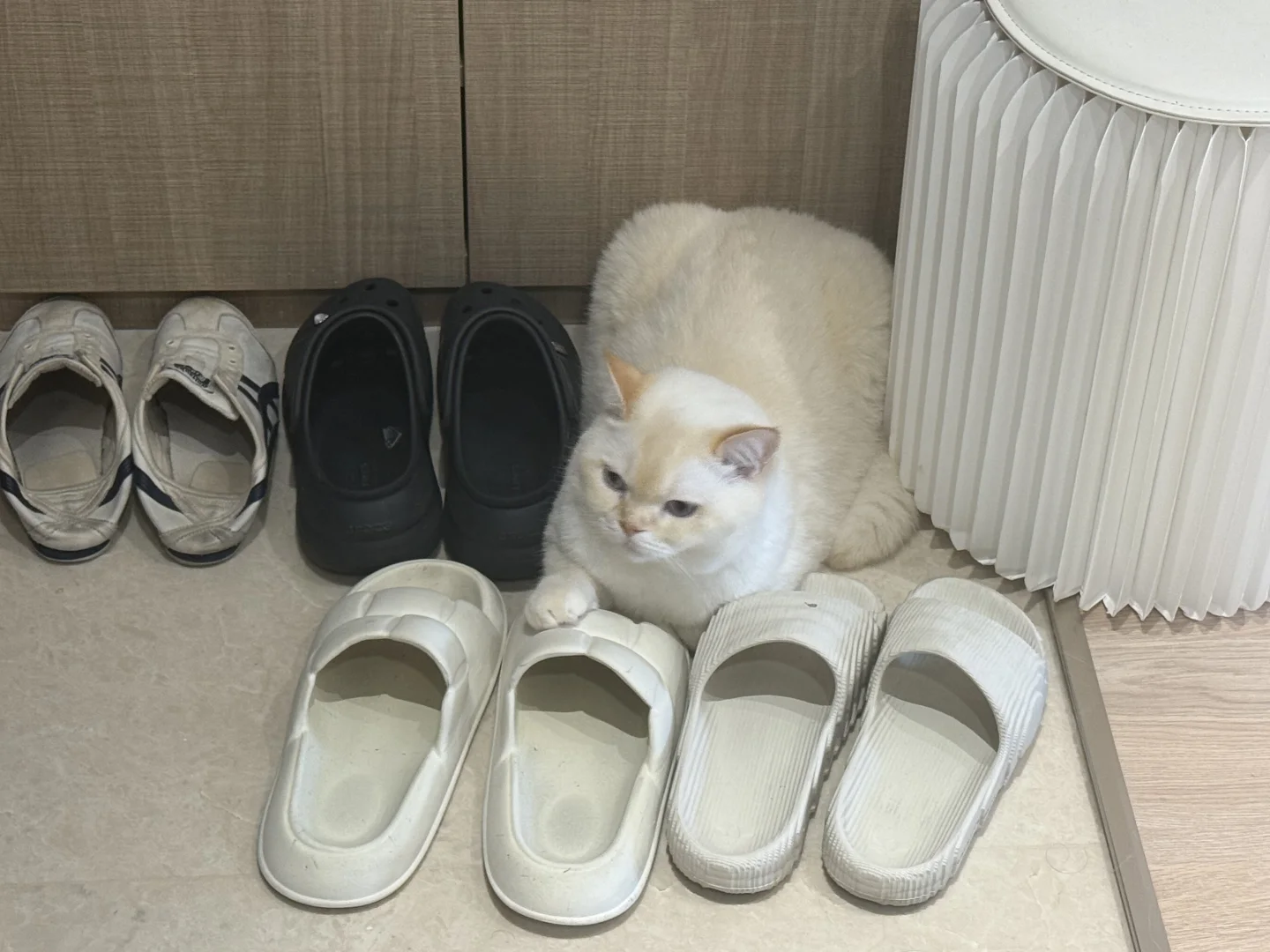 当小猫咪不想你出门