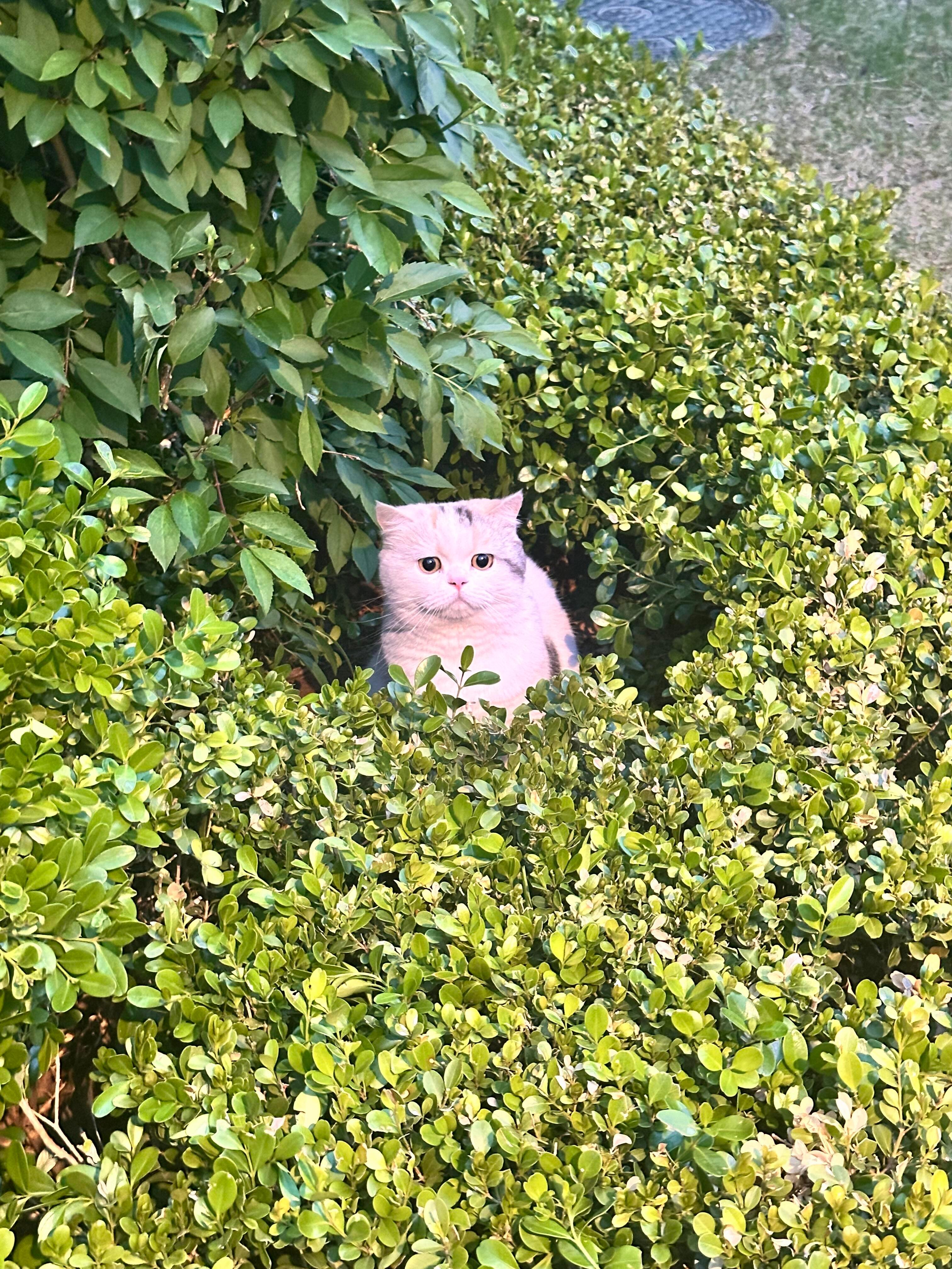 小区散步突然被Q到，好可爱的小猫咪​​​