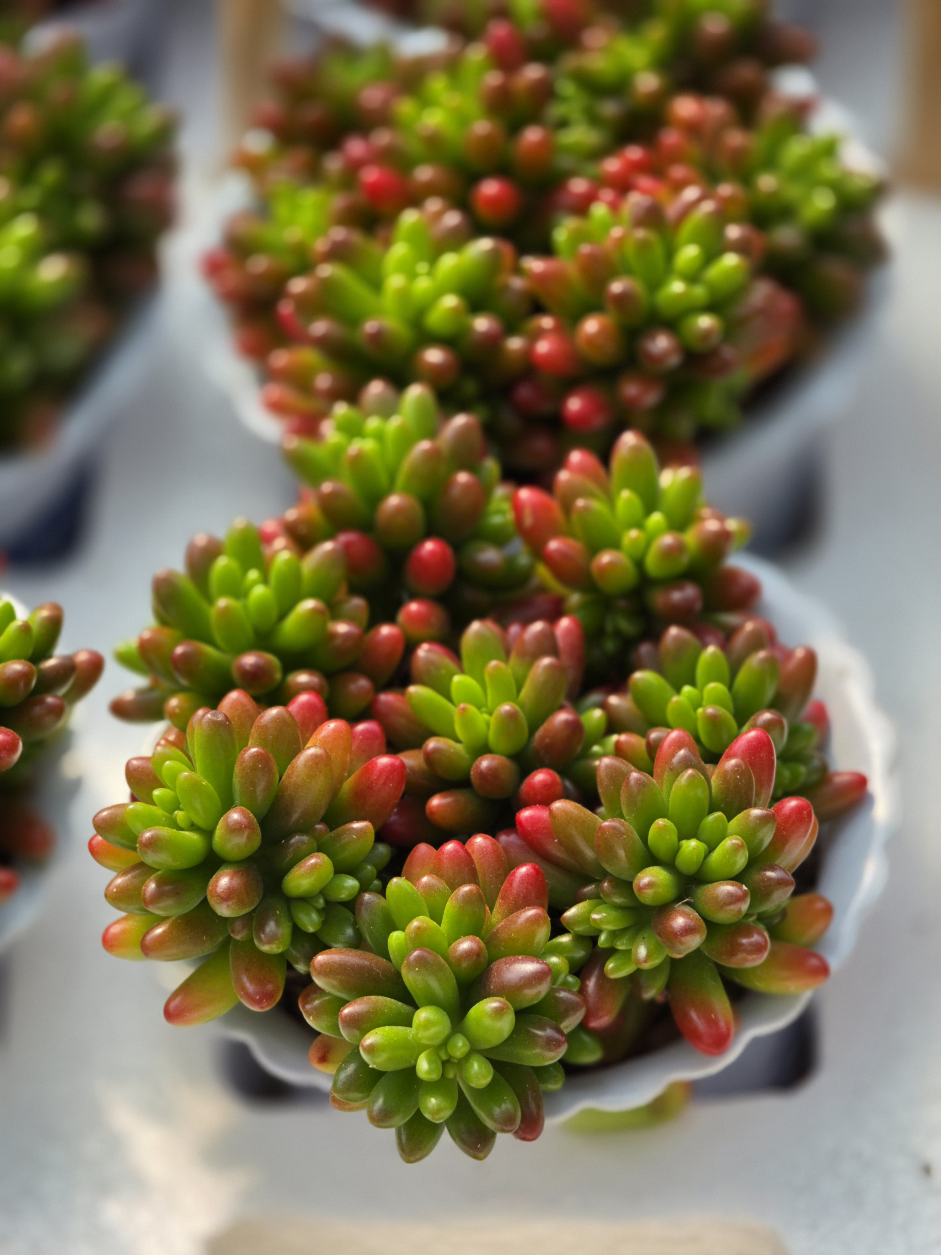 三星GalaxyS26Ultra进花卉市场咔咔一顿拍，三星拍花依然是一绝。满