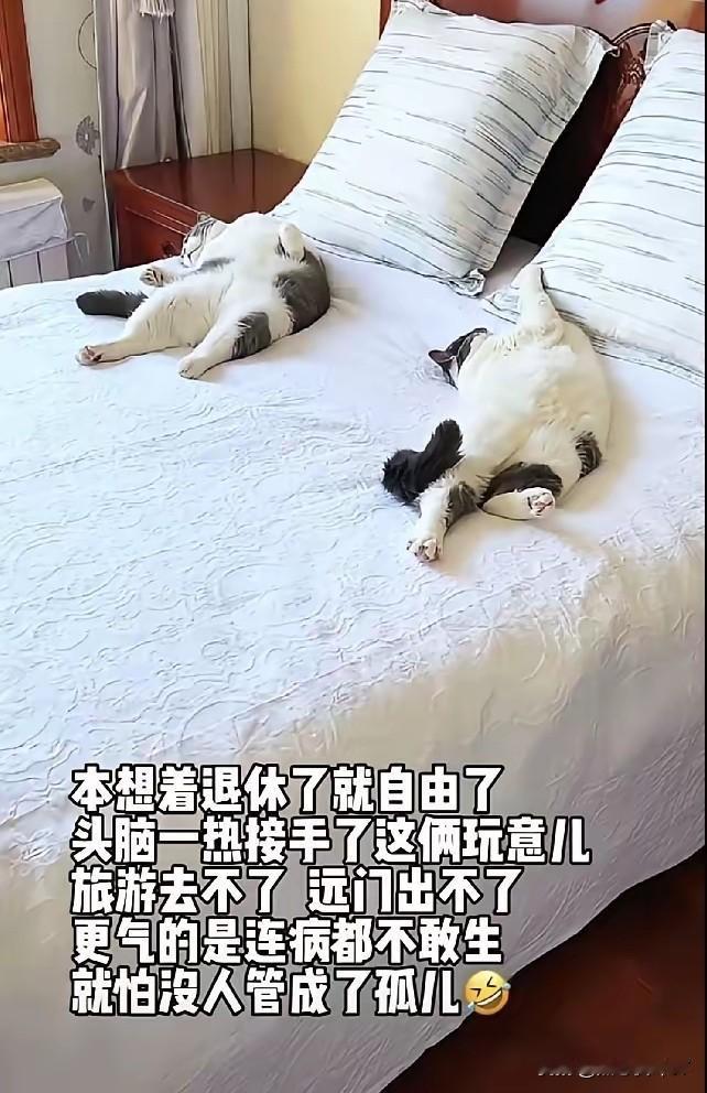 谁能想到，阿姨退休前畅想的是“世界那么大，我想去看看”，结果头脑一热接回家俩毛孩