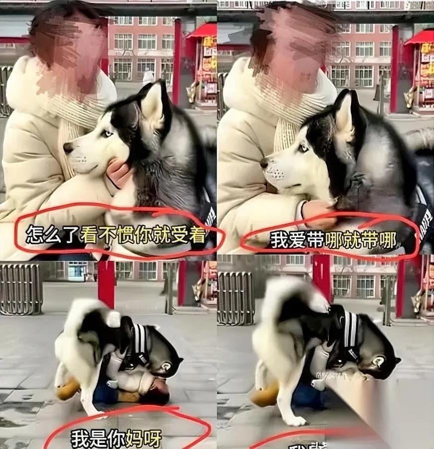 这事儿我真笑不活了真就是现世报啊前阵子在学校门口牵巨型犬接娃的那个大姐，