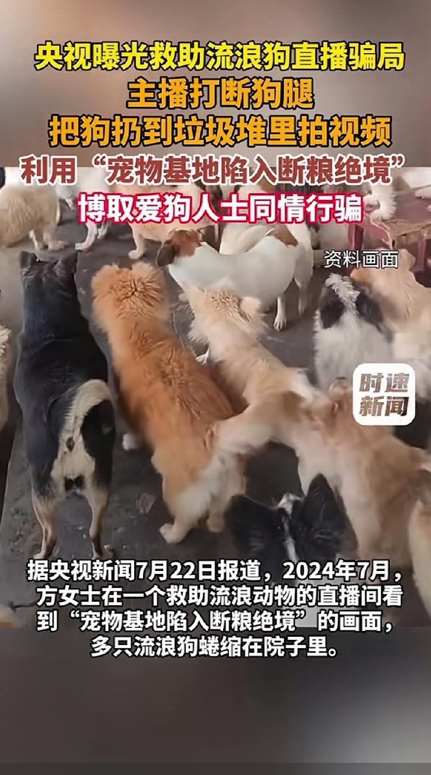 央视曝光惊天骗局！爱狗人是被骗惨了，原本是爱心捐助小动物，没想到最后却助纣为虐。