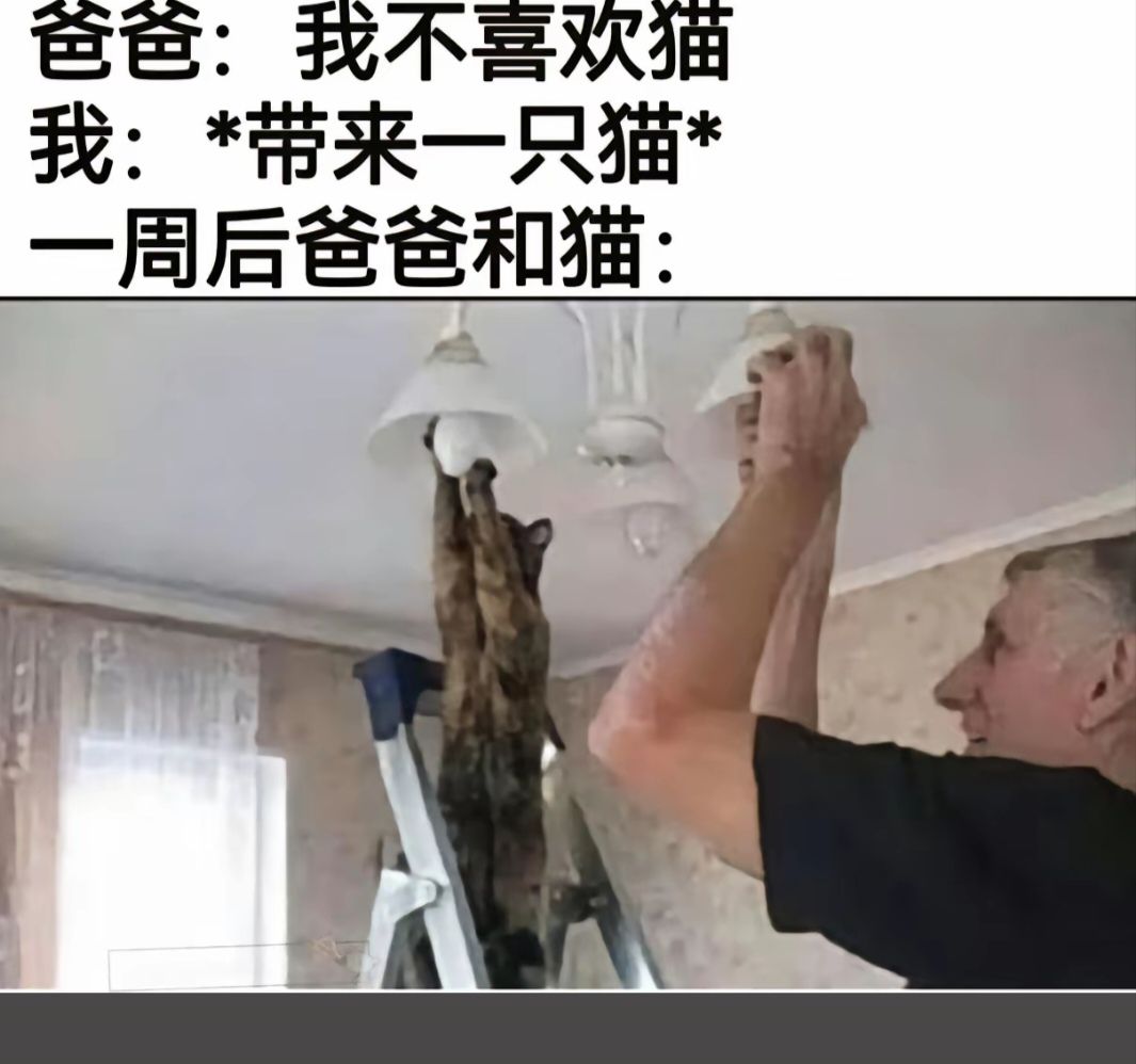 看来猫更喜欢爸爸