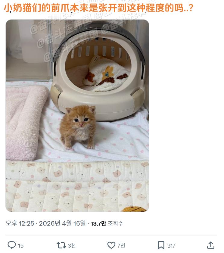 小奶猫们的前爪本来是张开到这种程度的吗..？海外新鲜事热点现场