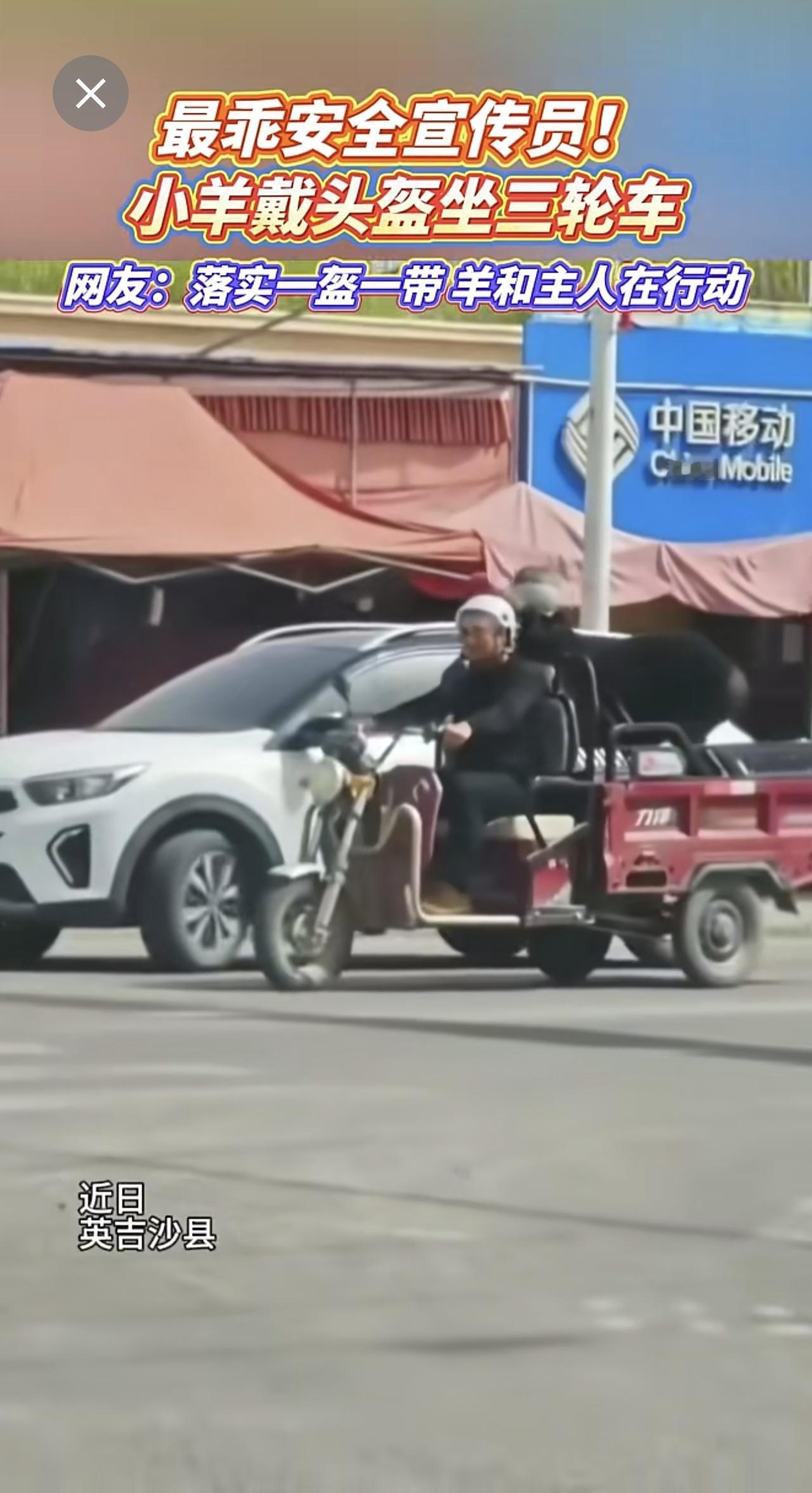 最乖安全宣传员！小羊戴头盔坐三轮车，网友：落实一盔一带羊和主人在行动[呲牙笑]