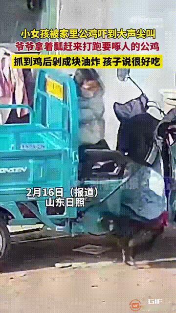 踢到铁板了！山东日照一个女孩回老家过年，被爷爷奶奶养的大公鸡盯上了，不仅一直追着