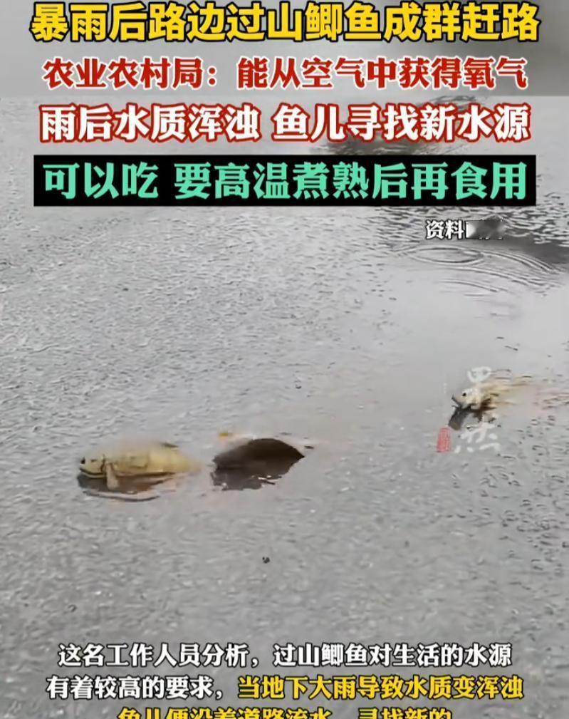 这画面真是解释不清了！五月初，广西防城港一男子雨后回家，突见路上一排排黑压压的东