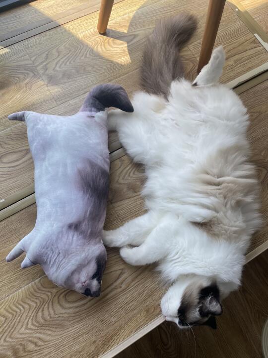 生了个修猫