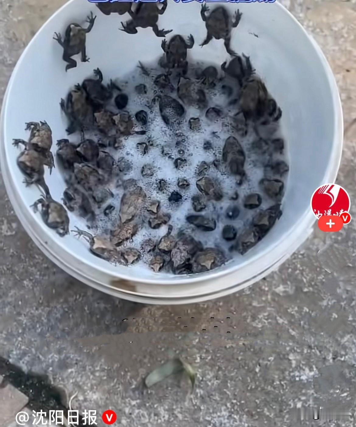 近日，辽宁沈阳铁西区森林公园附近，数万只刚出生的蟾蜍宝宝，因为栖息地食物、空间不