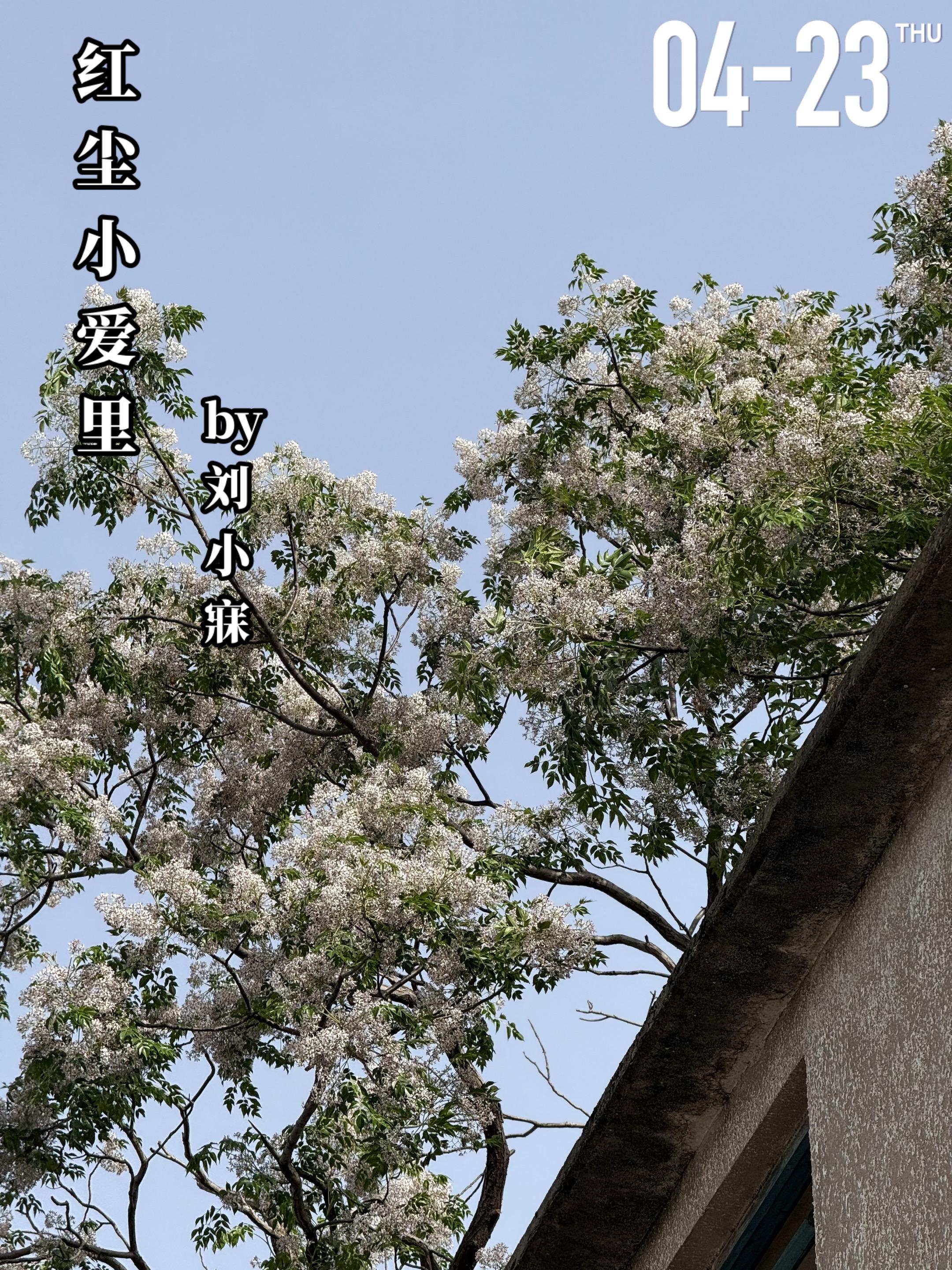 《红尘小爱里》by刘小寐。许绿筱（女主）第一次见到丁宸（男主）就是他高...