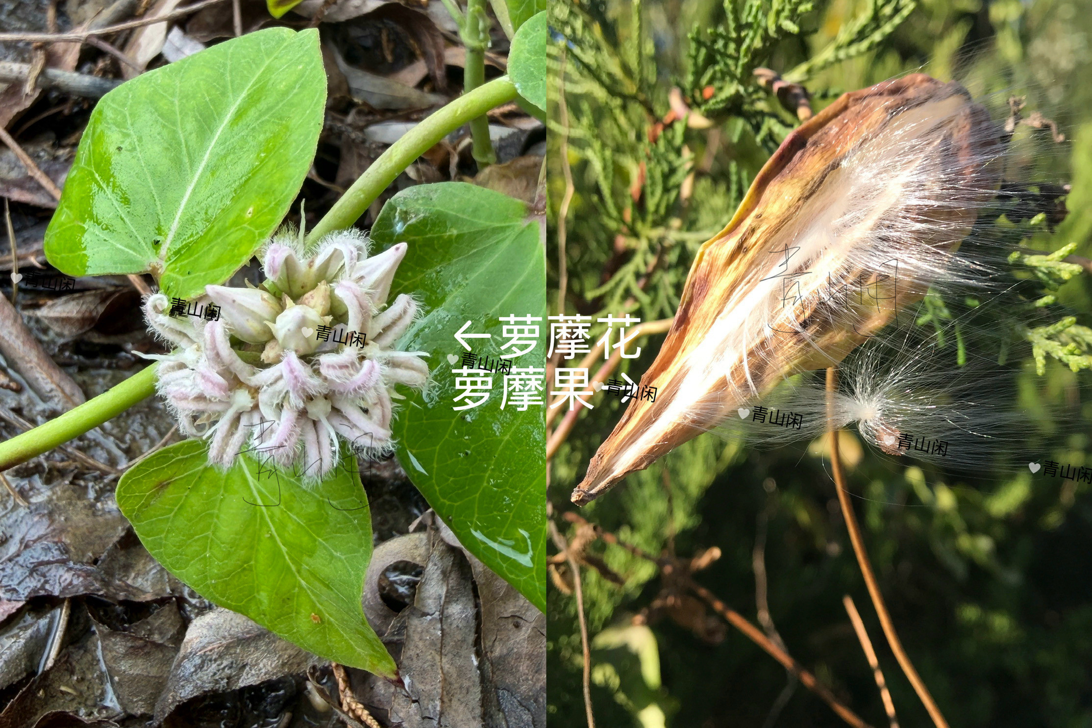 今天又在我们单位山里摸鱼散步发现这种植物开的花像海星识图告知就是萝藦以前碰