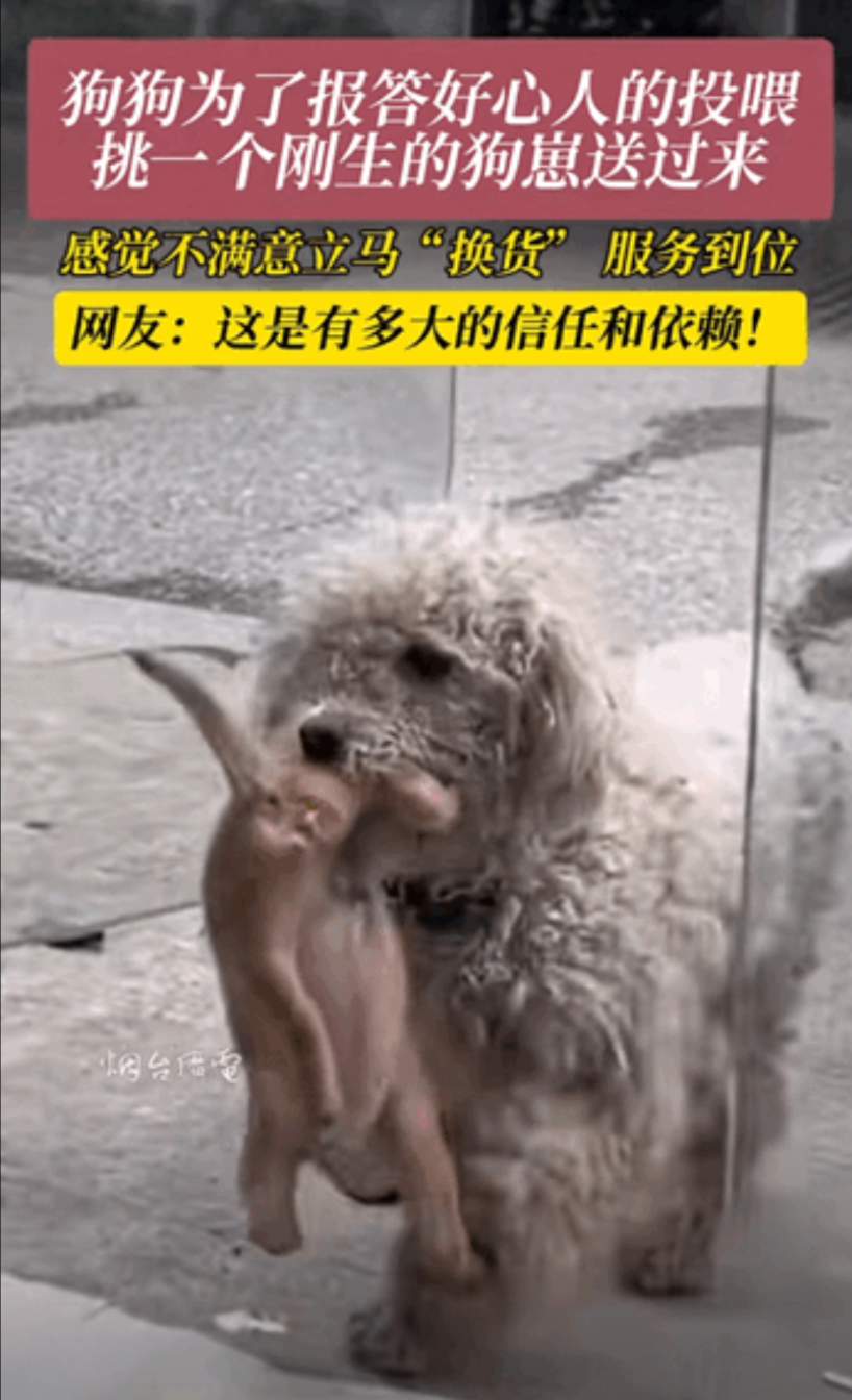 “万物皆有灵！”江苏，一女子经常投喂流浪狗，不料小狗生崽之后，竟然叼着一只狗崽送