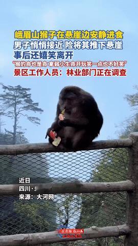 手真欠！四川峨眉山，一只藏酋猴正坐在路边的栏杆上，手里剥橘子吃得正香，旁边一位男