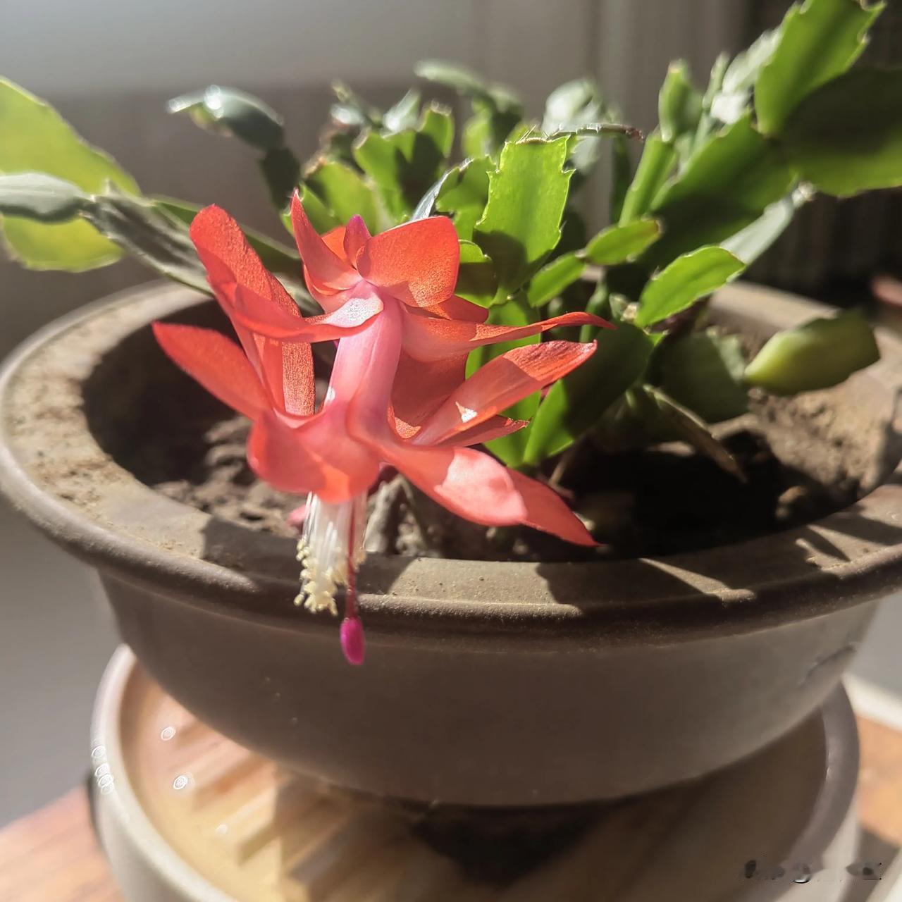我喜欢养些花花草草，给房间增添绿意，美化环境。可我又舍不得去花市买花，花钱