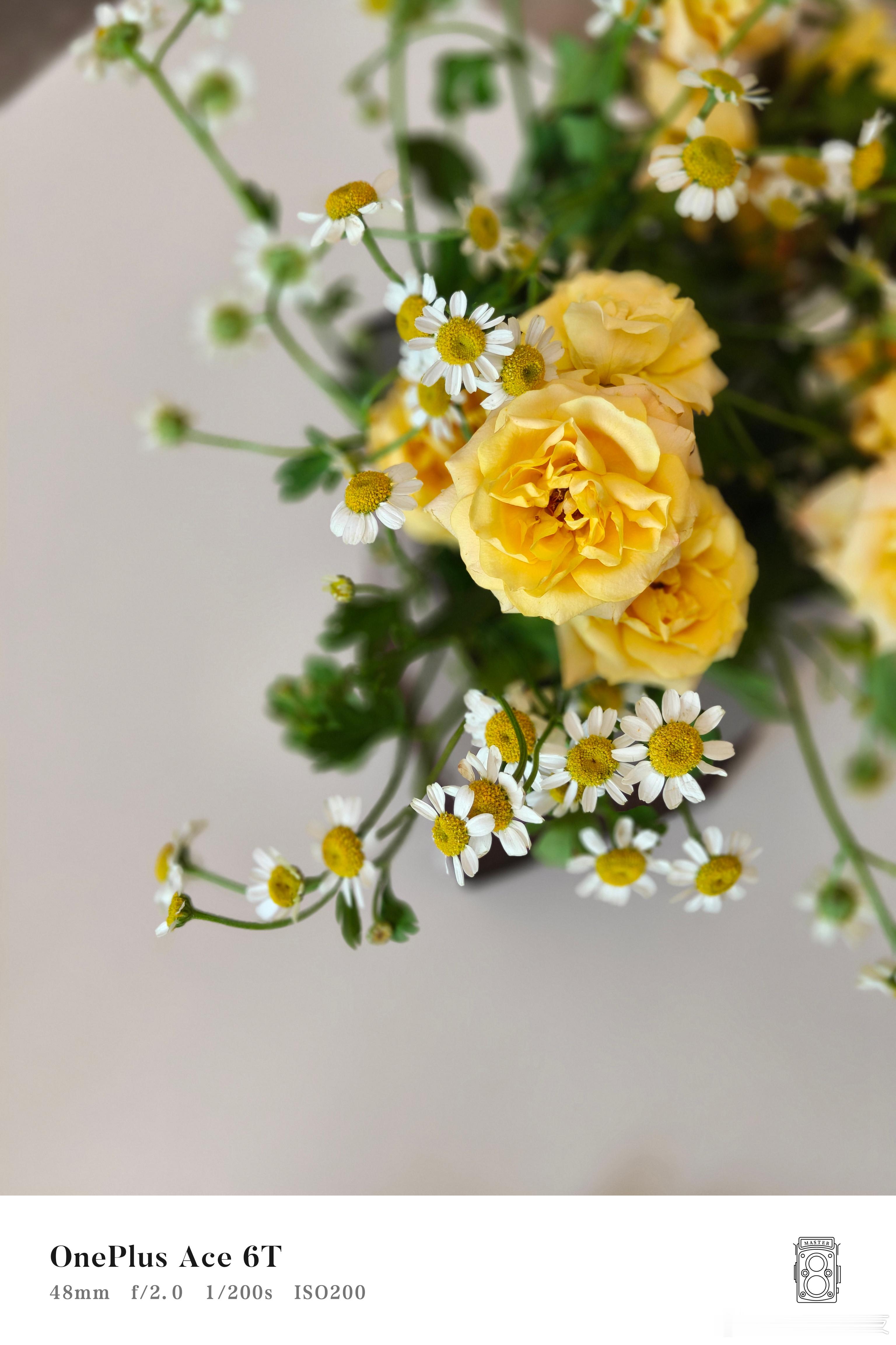 最近买了一些植物和手办，虽然都不是很好看吧，但感觉有了这些家里就多了不少活力，随