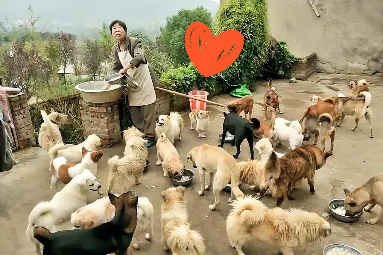 大姨为了不扰民，把自己收留的五六十条流浪狗，带到了野外，每天都给流浪街头做饭，喂