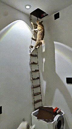 这主人可太懂猫咪的心了！专门给小猫打造一套空中楼阁，搭好高高的小梯子，顺着爬上去
