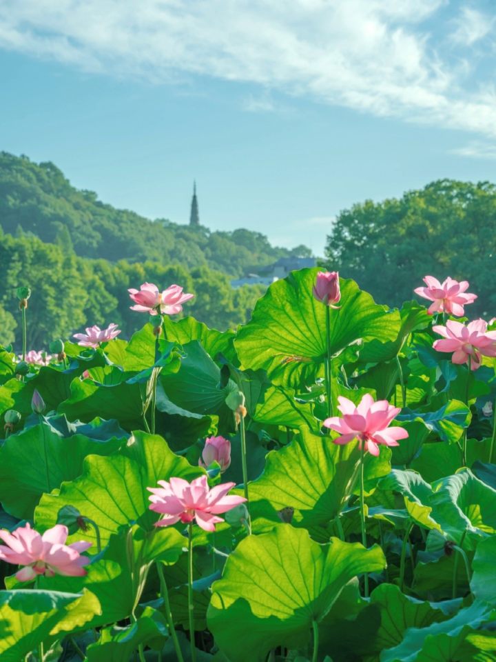 从断桥到良渚, 带你领略杭州四大绝美赏荷胜地