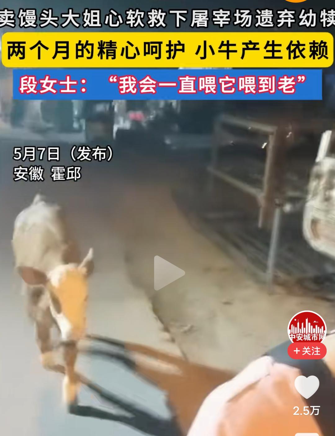 5月7日发布的一段视频，让安徽霍邱的段女士火了，她的火是因为一头小牛犊。