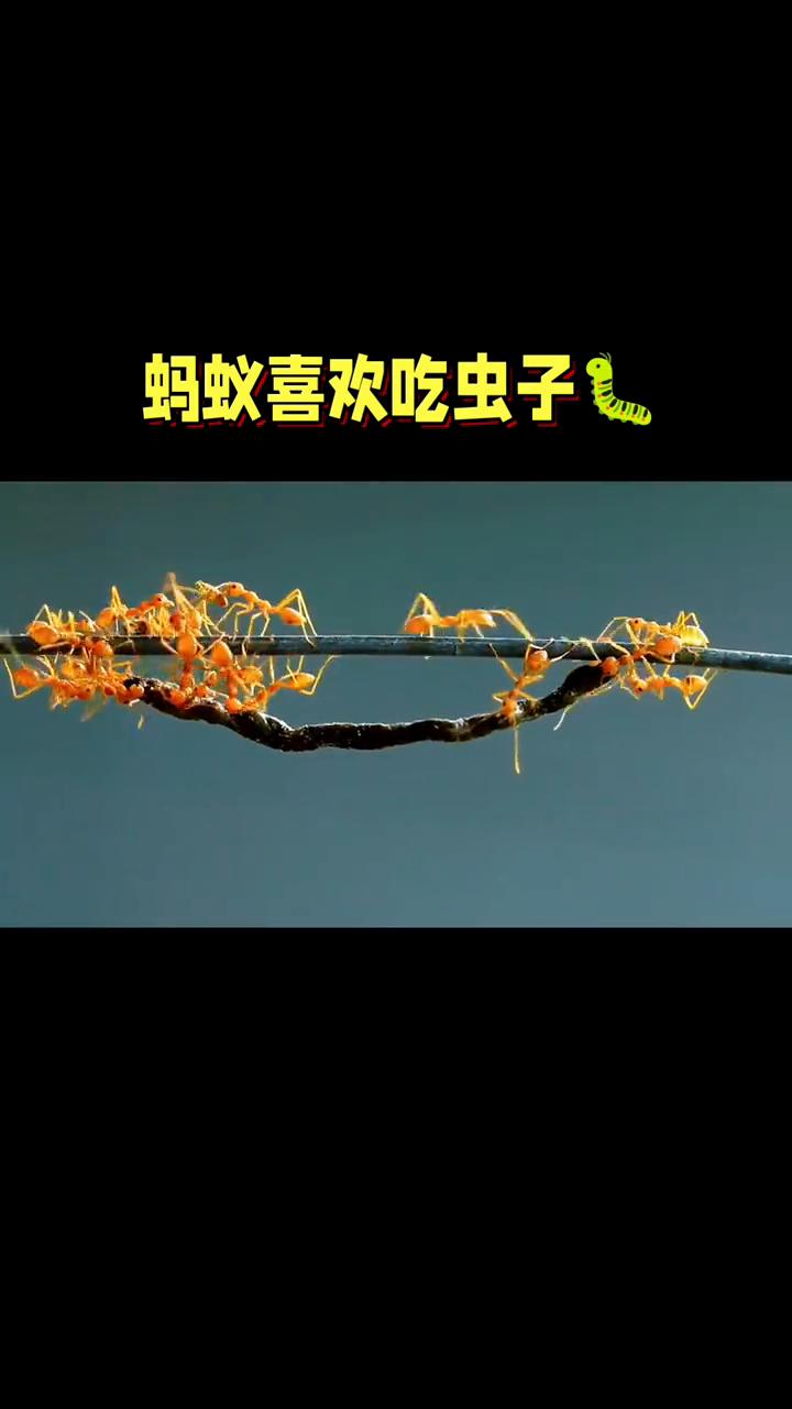 蚂蚁喜欢吃虫子。