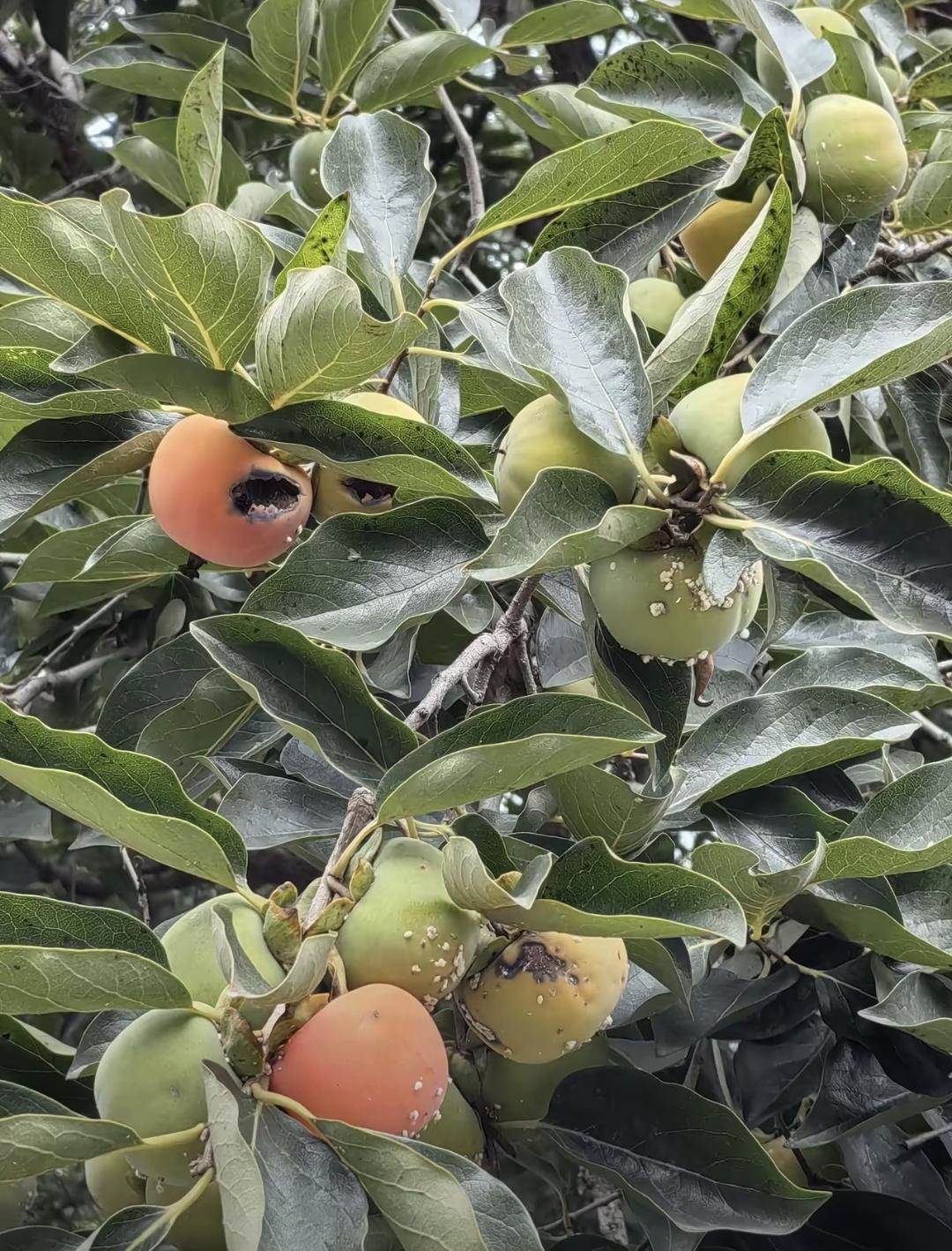 今天在路边碰见个老奶奶卖柿子，一袋子才十块。我给扫了二十，她听着手机嘀声就知道收