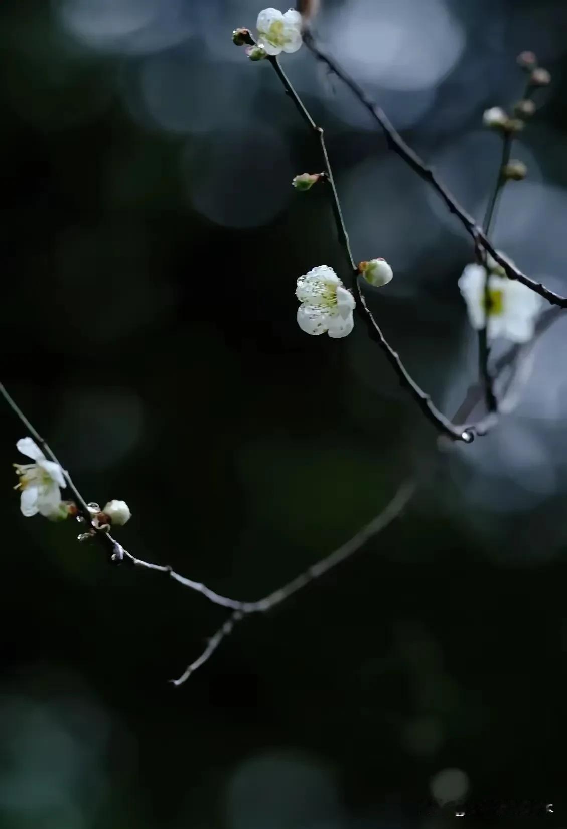 中州盆景情，游江匠心梦在河南这片广袤且充满韵味的土地上，有一处宛如世外桃源