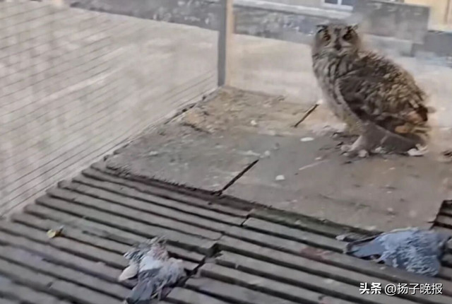 雕鸮咬死8只赛鸽引补偿争议，律师详解野生动物致害索赔机制