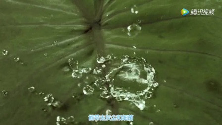 植物种子的生长过程视频 106466032035027356.jpg?id=0