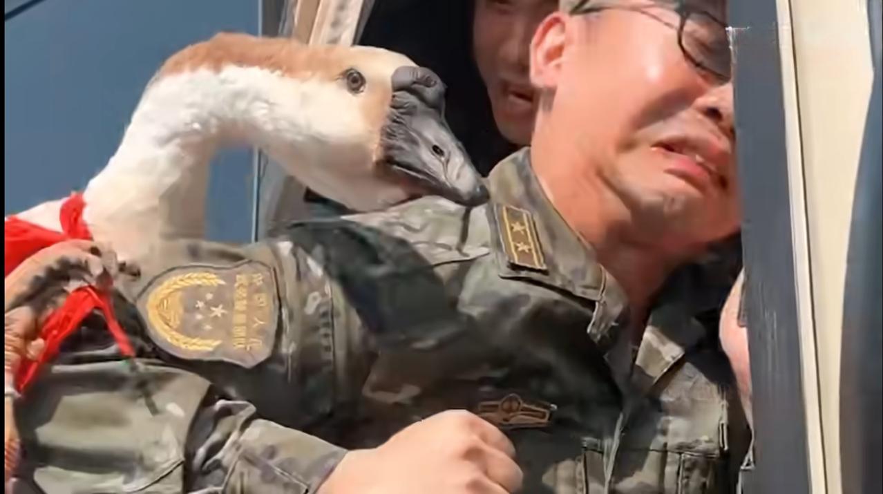 被一只鹅“吓”到的武警中校！其实这是武警部队在广西贵港抗洪抢险结束以后，回撤归建