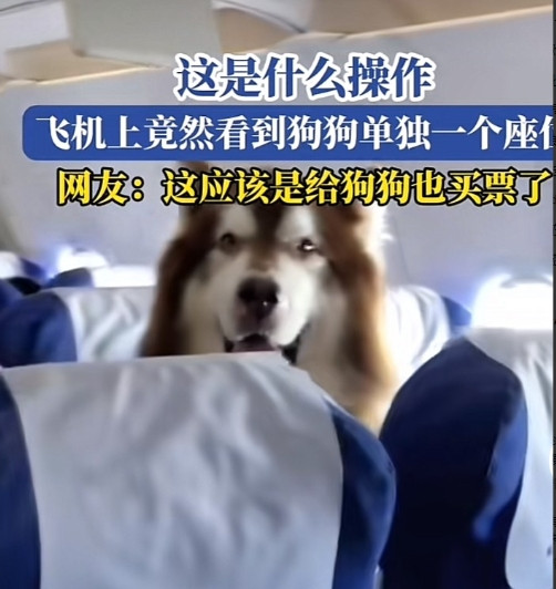 一段狗狗和人同乘飞机的视频，让网友们炸了锅！飞机上一个情绪稳定非常听话的狗狗，