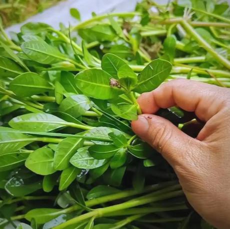 20世纪40年代，日本人把一种毒草带到了中国，并进行大规模种植，它迅速扩散成灾，